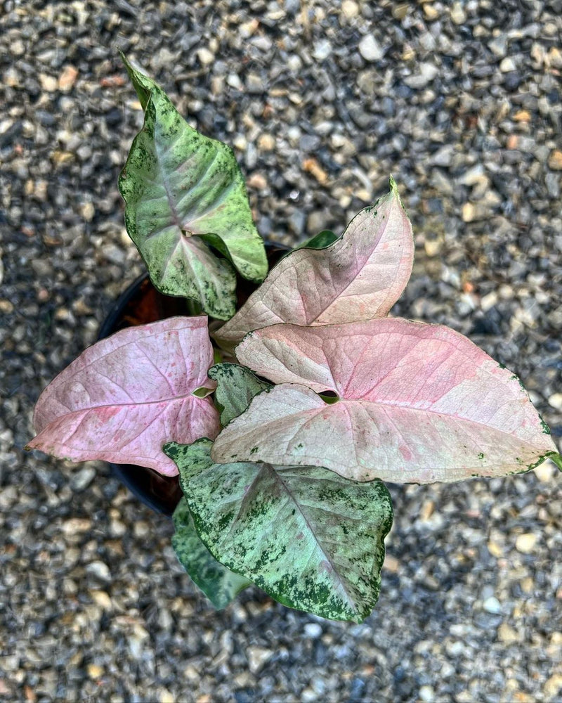 Syngonium Pink Spot