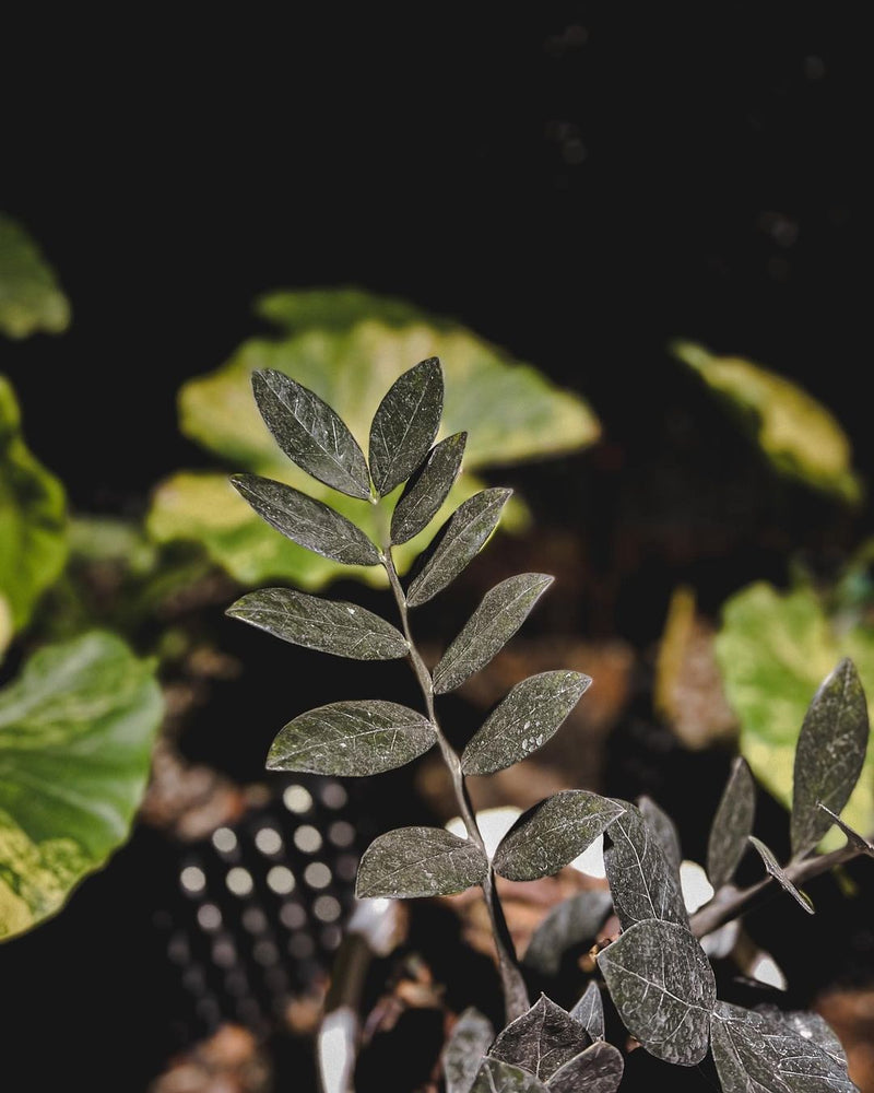 Zamioculcas Zamiifolia Black