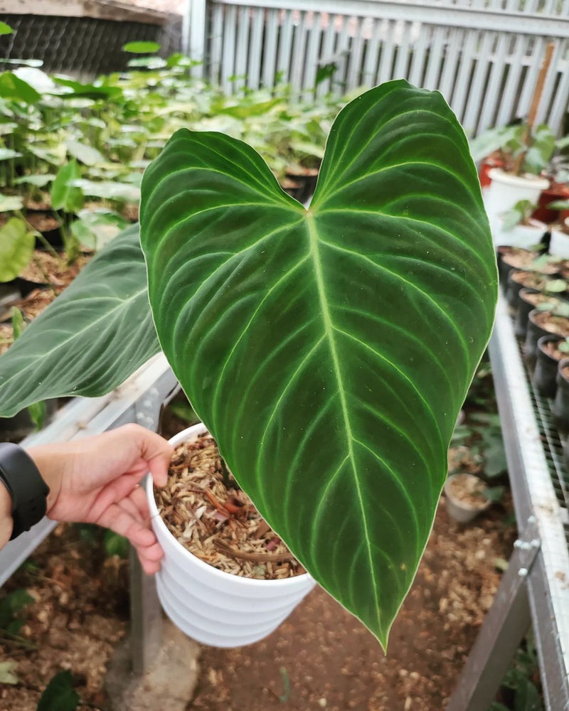 Philodendron Splendid