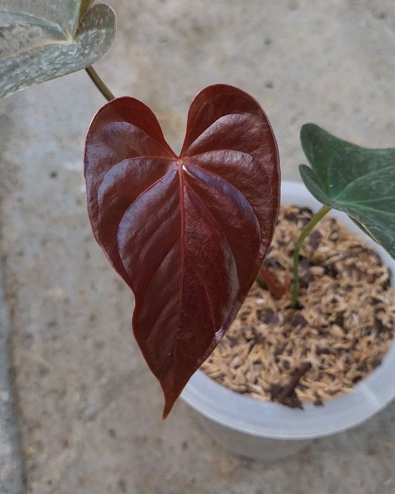 Anthurium Moodeanum