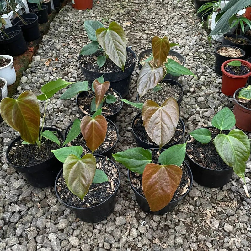 Anthurium Moodeanum