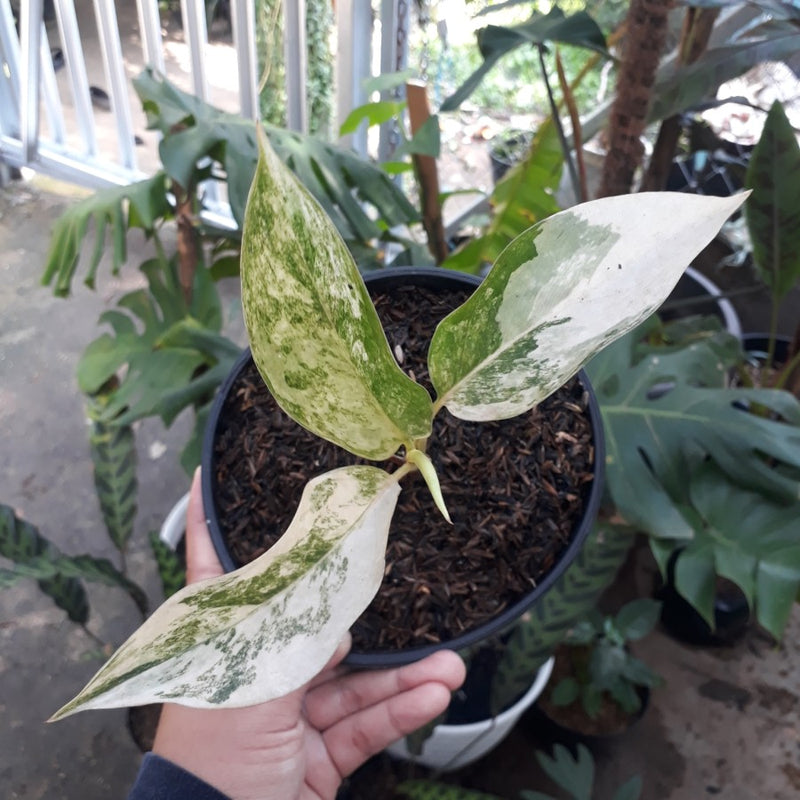 Aglaonema Commutatum Variegated