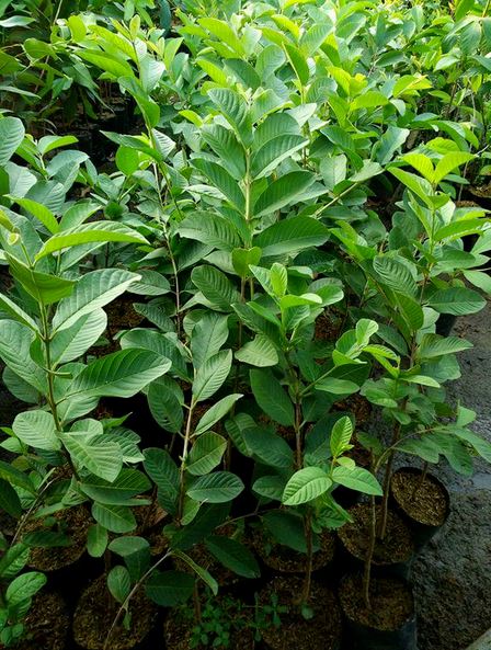 Grafted Seedless Red Crystal Guava Fruit Tree