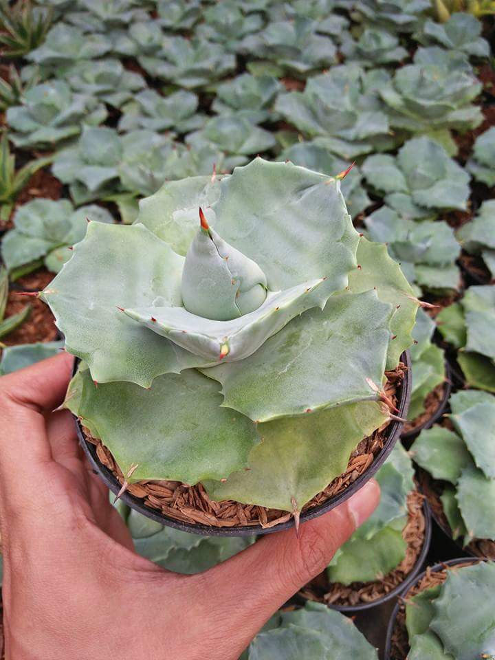 Agave Soijirojin