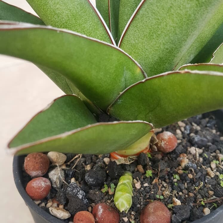 sansevieria hybrid pingui X srikaton