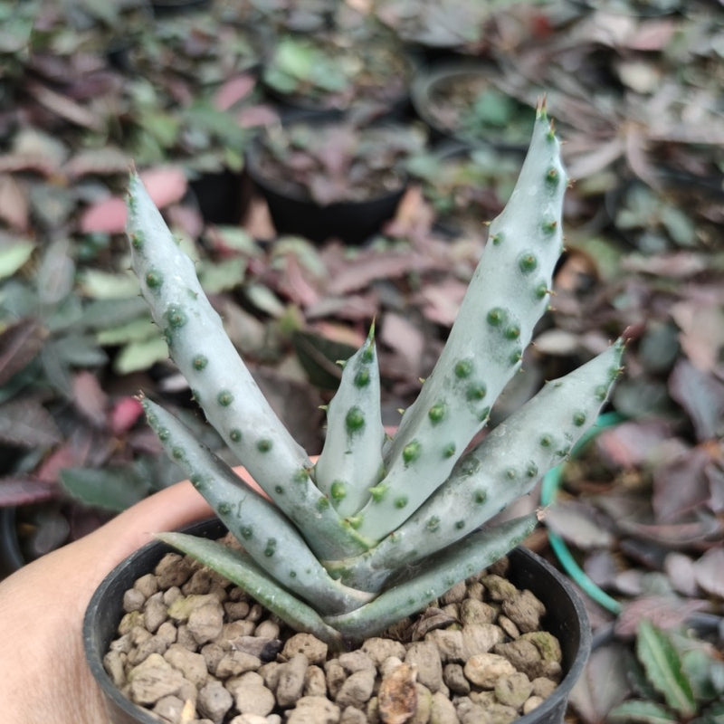 Aloe marlothii