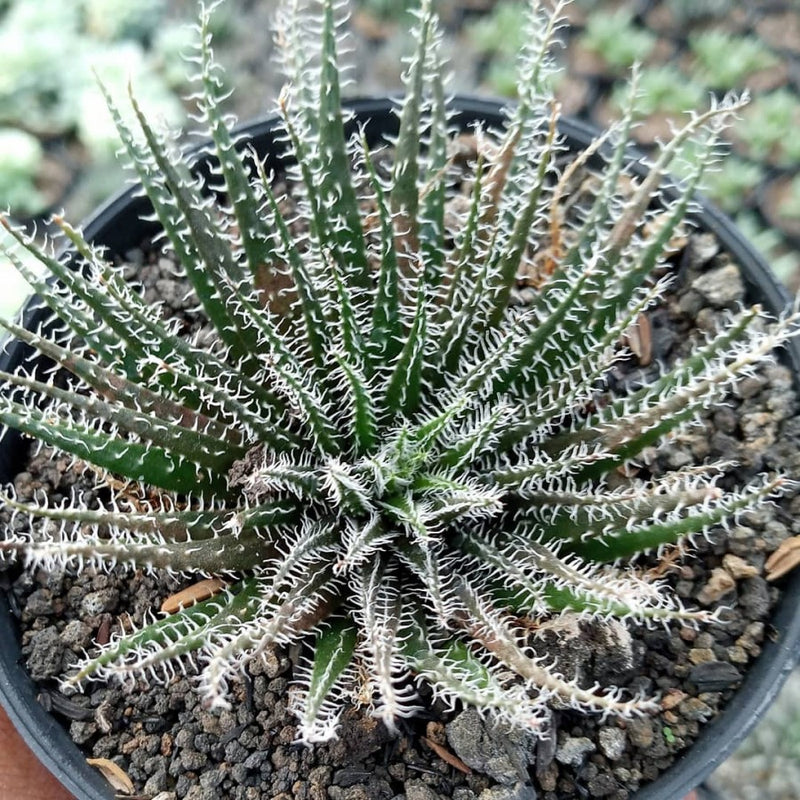 Aloe Haworthioides