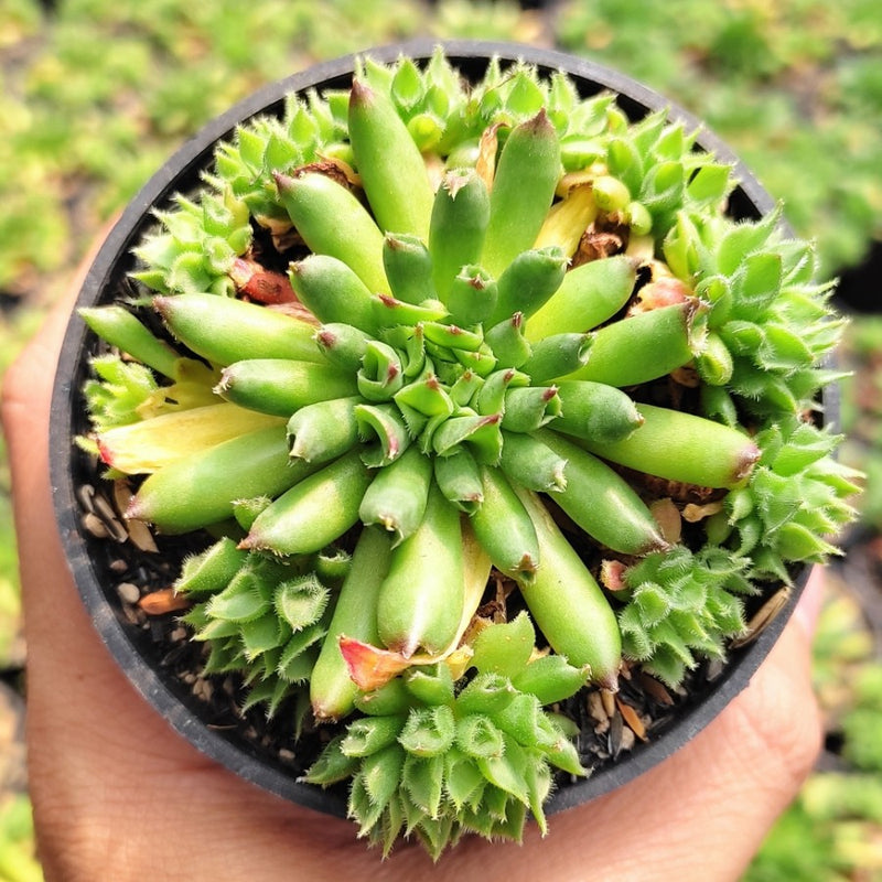 Sempervivum Tectorum Oddity