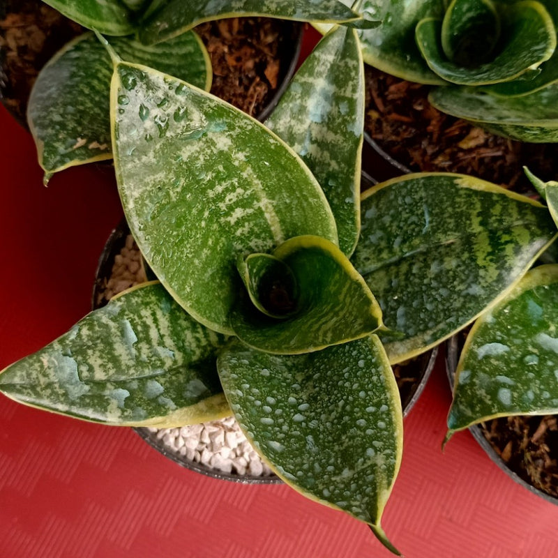 Sansevieria Hahnii Seibert Green Variegated