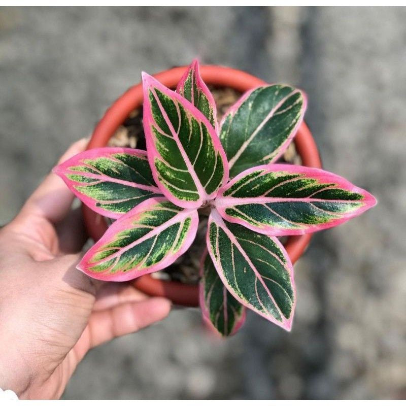 Aglaonema Lotus Delight