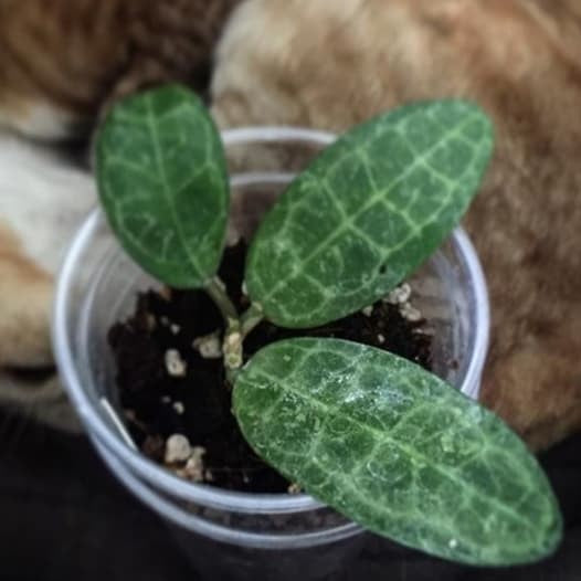 Hoya Elliptica