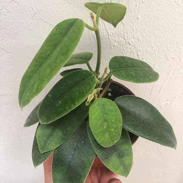 Hoya Coronaria Green