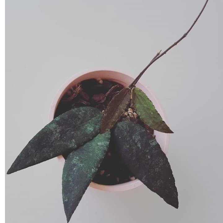 Hoya Caudata Sumatra