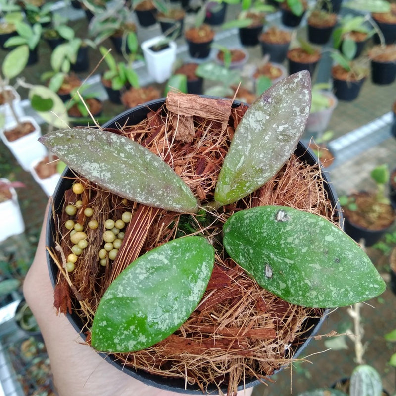 Hoya Rundumensis Splash