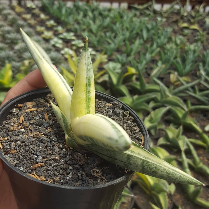 Sansevieria Boncellensis Variegated