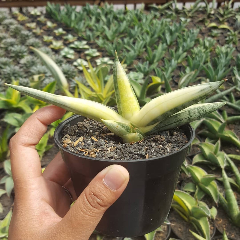 Sansevieria Boncellensis Variegated