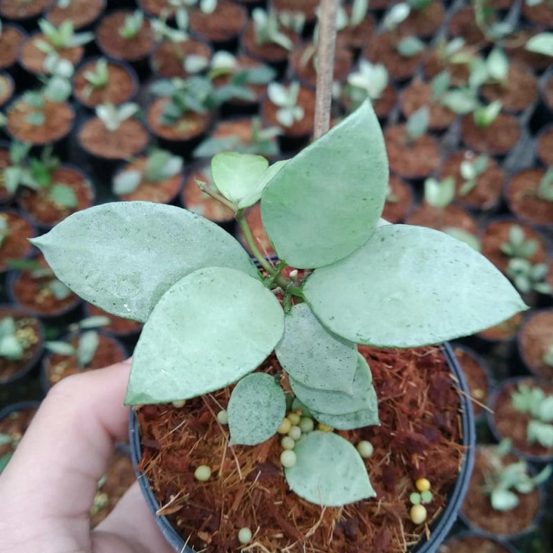 Hoya Lacunosa Silver Mint