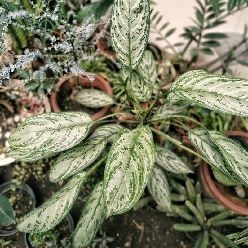 Aglaonema Araceae Variegated (Sri Rejeki)