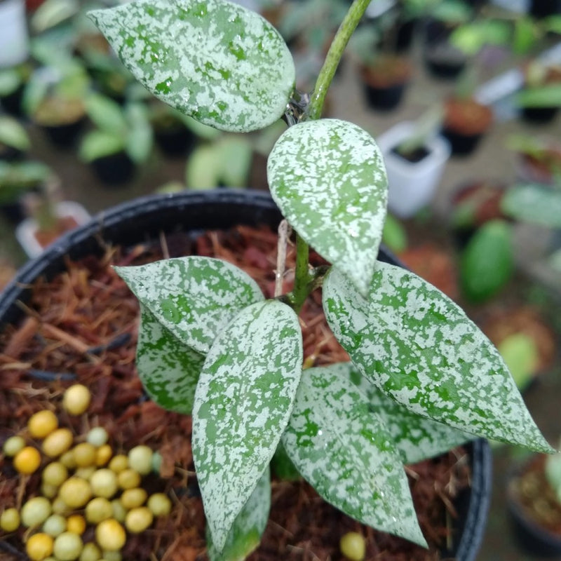 Hoya Lacunosa Leopard Skin