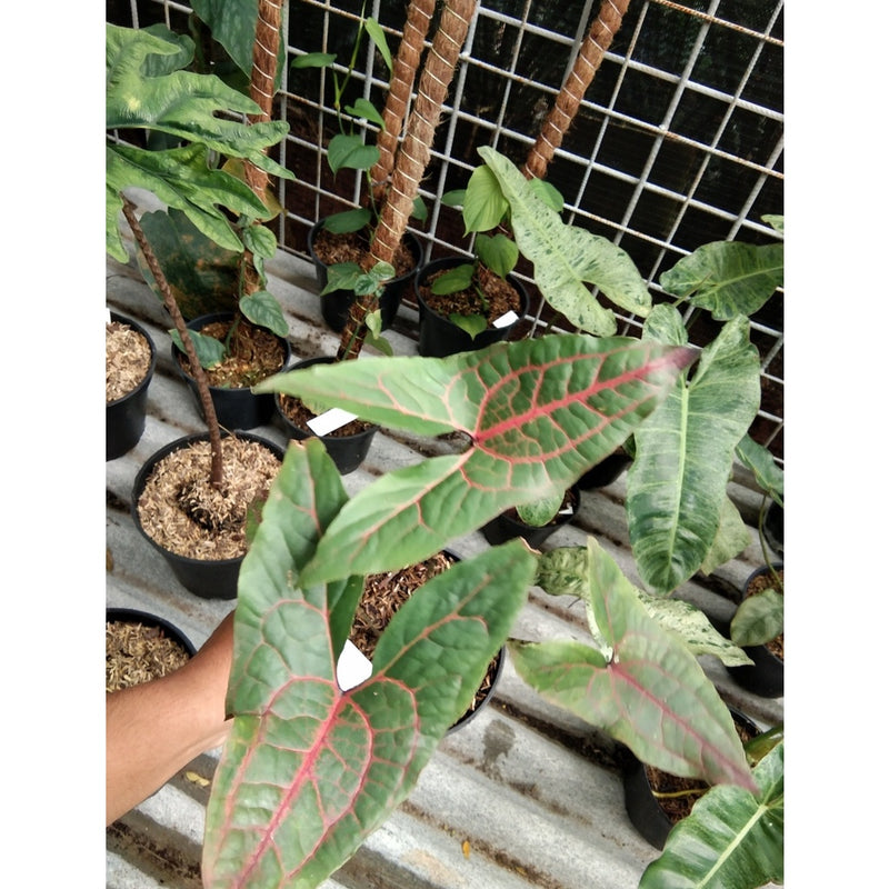 Alocasia Cyrtosperma Johnstonii Black Jack