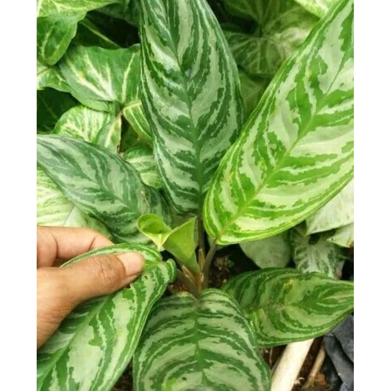 Aglaonema Commutatum