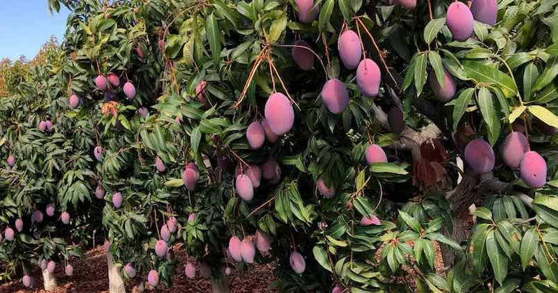 Irwin Superior Mango Fruit Plant Seeds