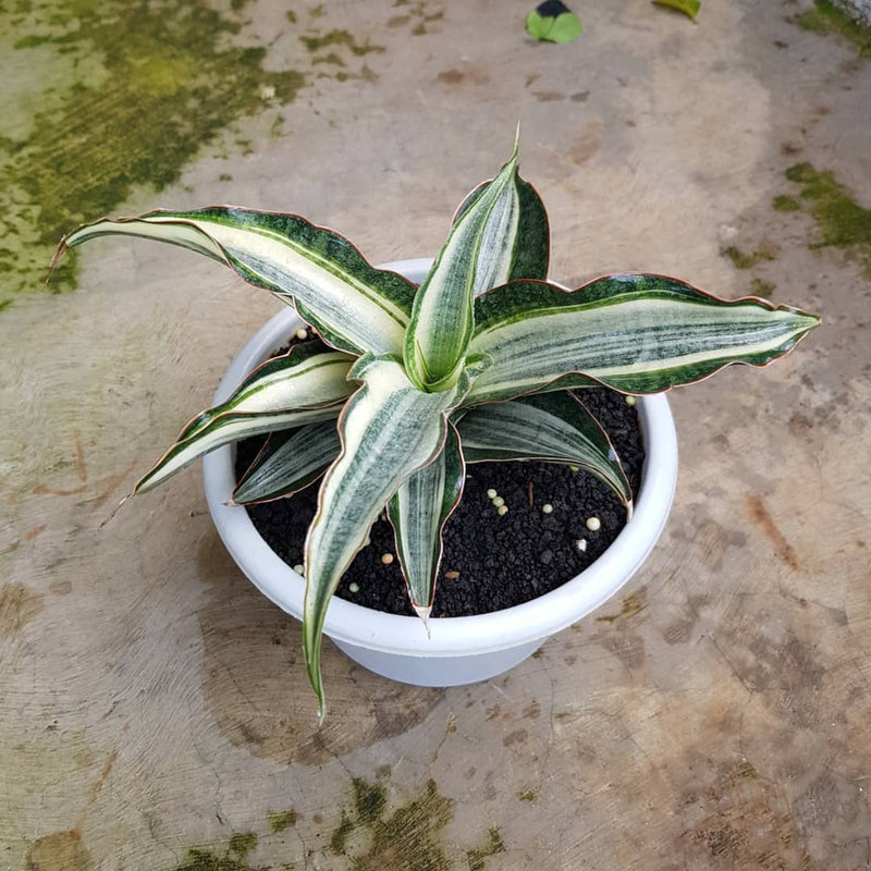 Sansevieria Silver Rose