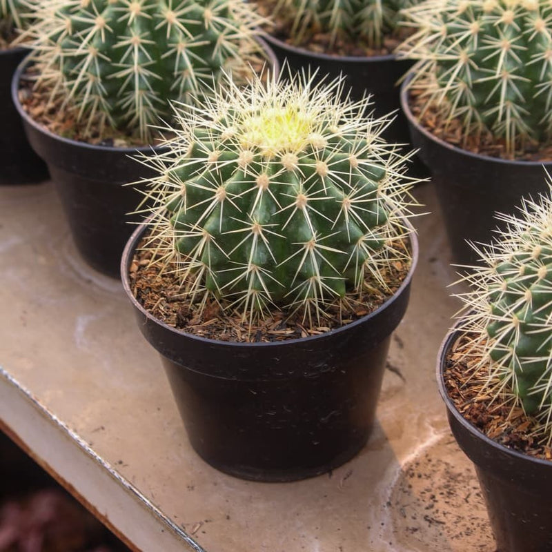 Eechinocactus grusonii cactus golden barrel