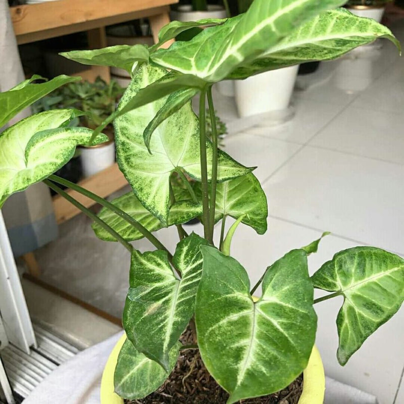 syngonium Podophyllum