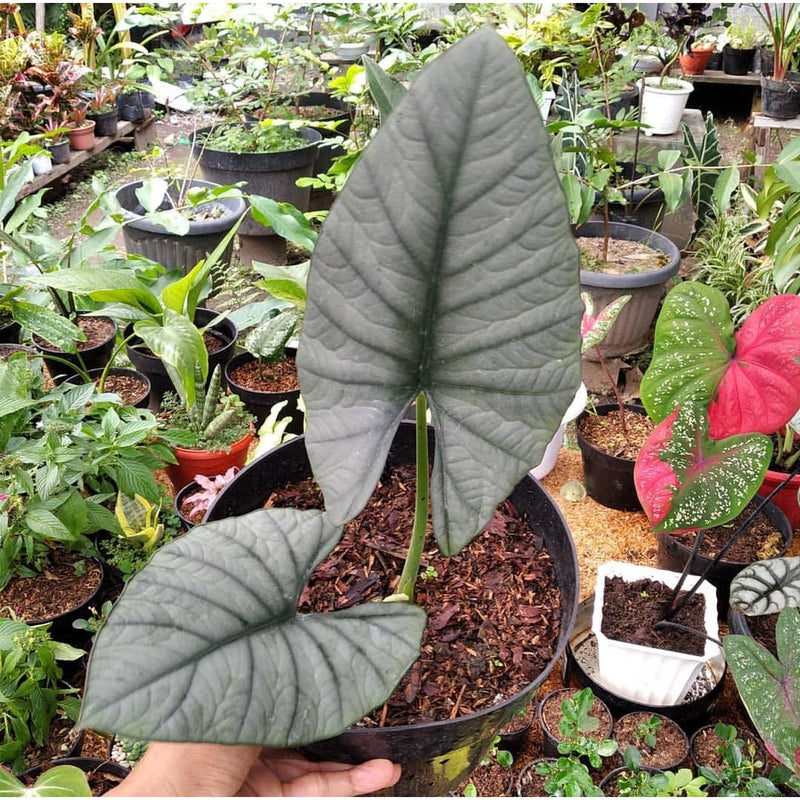 Alocasia Reginae