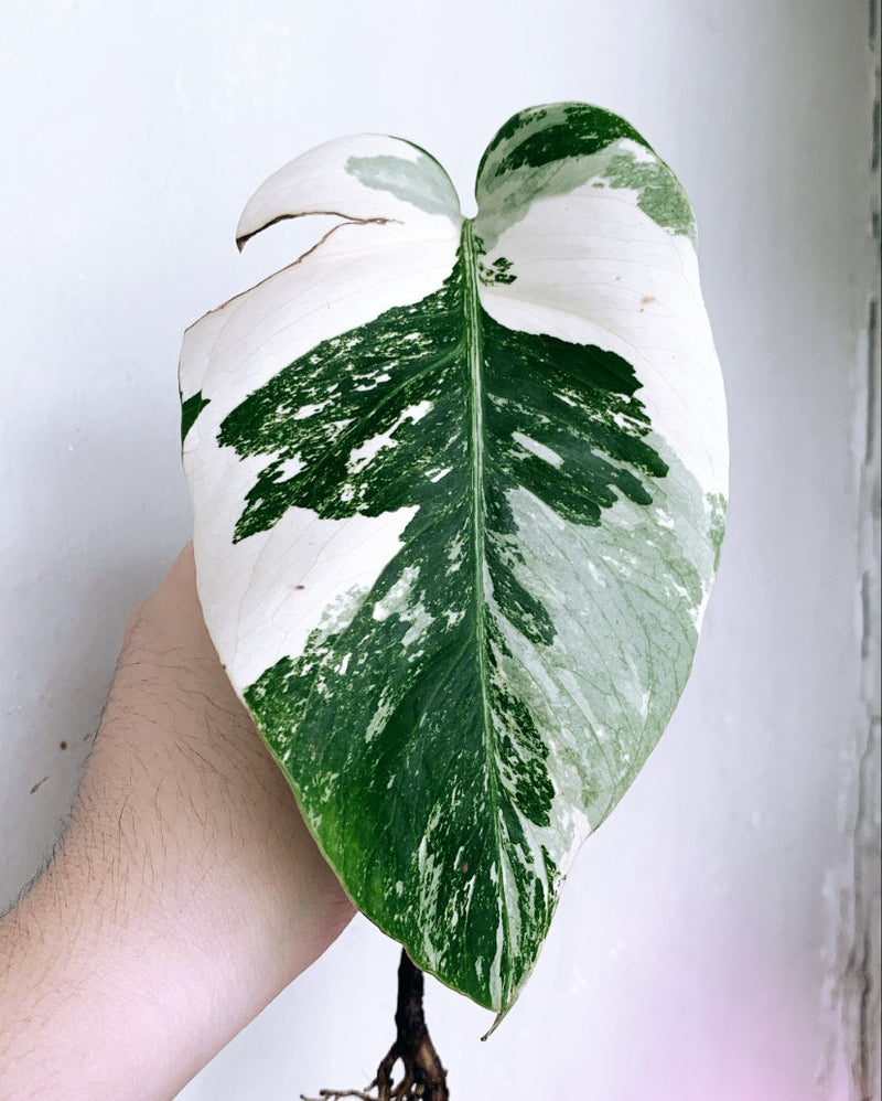 Monstera Albo Varigated