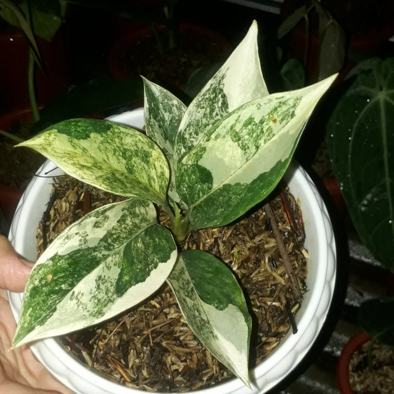 Aglaonema Siam Jade Variegated