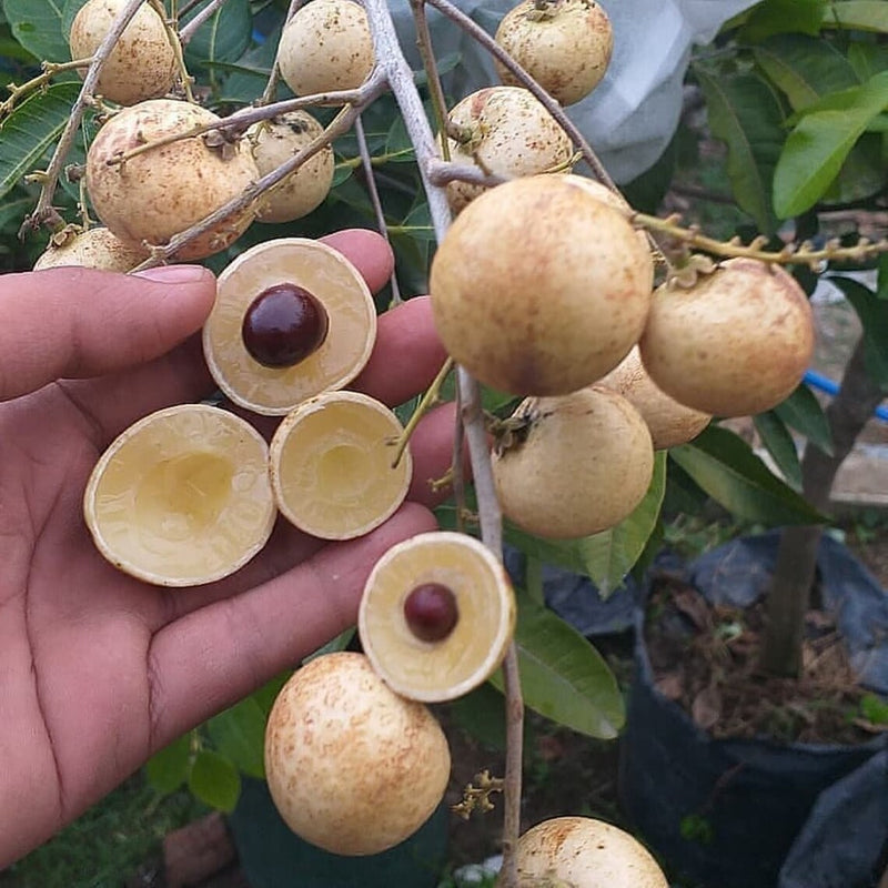 Dimocarpus longan matalada Fruit Tree