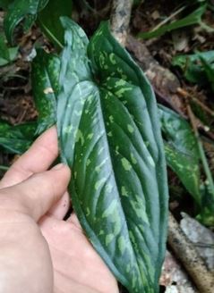 Syngonium Hapaline three color