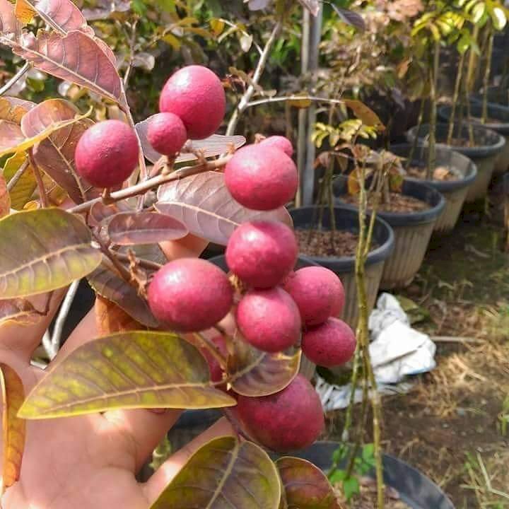 Dimocarpus Longan Red Fruit Tree