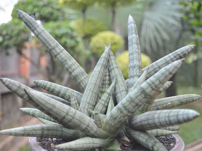 sansevieria cylindrica starfish