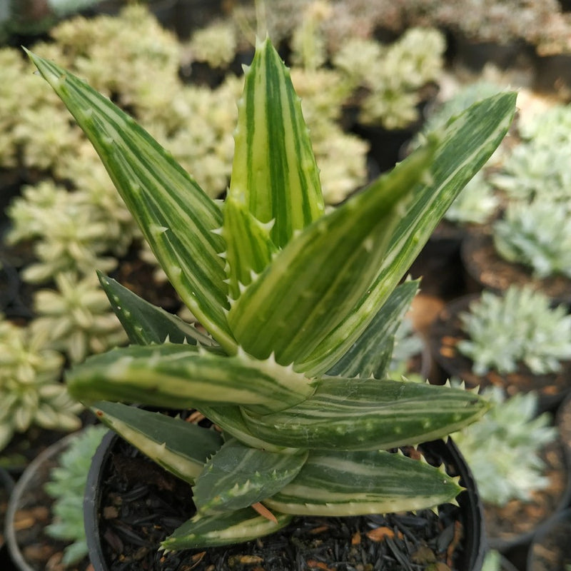 Aloe nobilis variegated