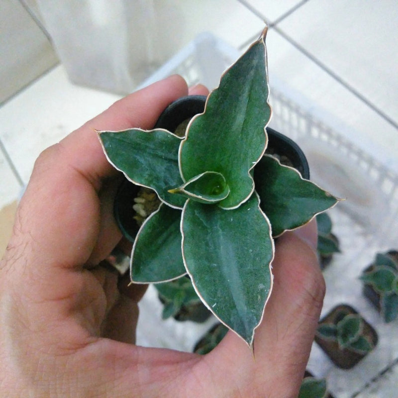 Sansevieria Kimayo X Doris