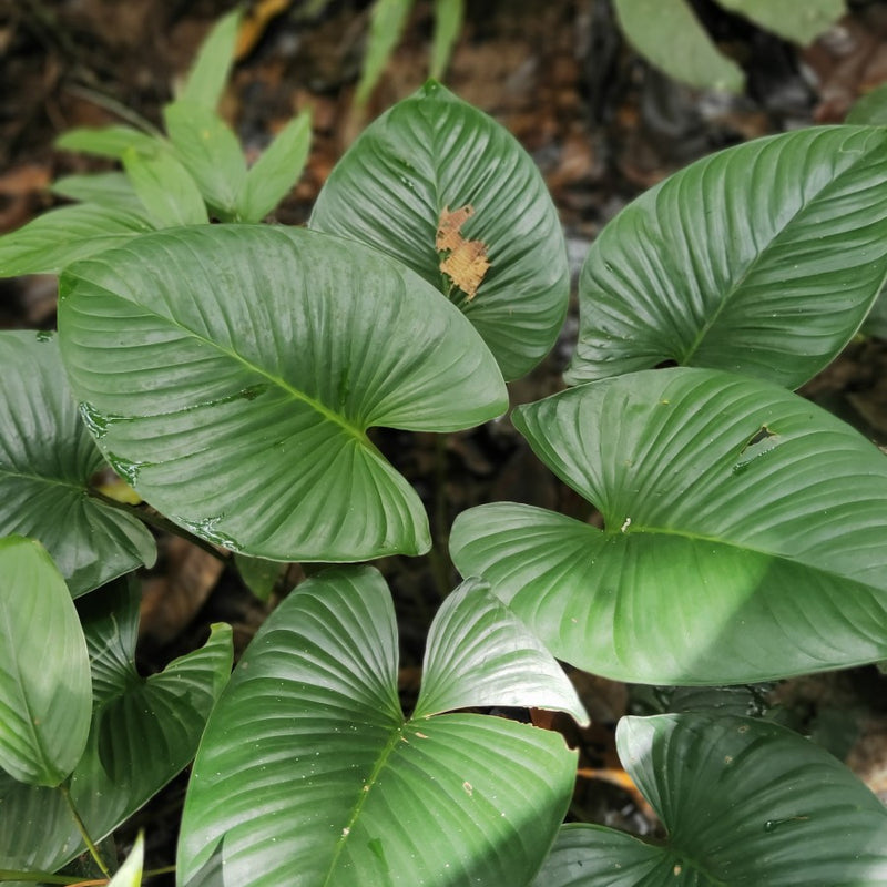 Homalomena Rubescens