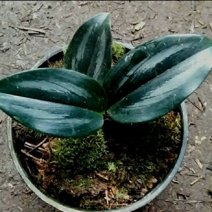 12 Scindapsus Dark Silver