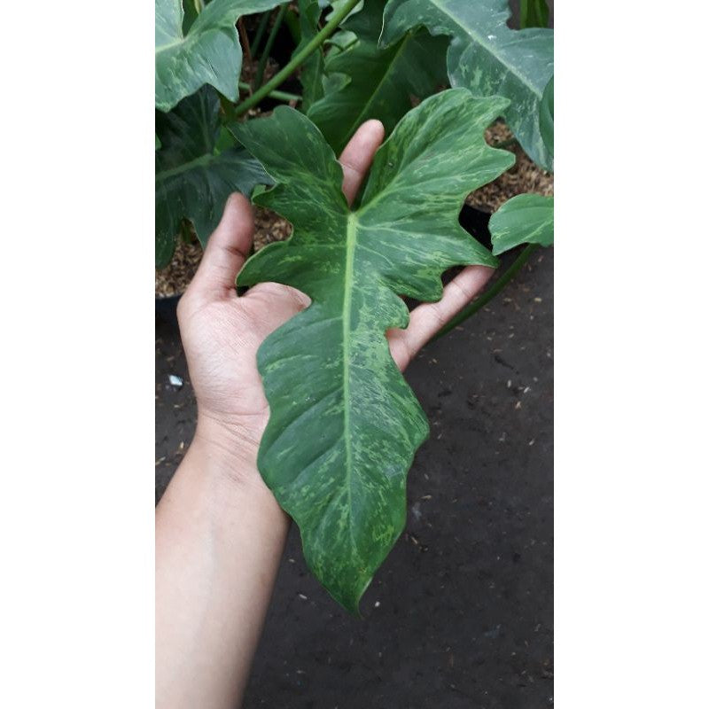 12 Philodendron Golden Dragon Variegata