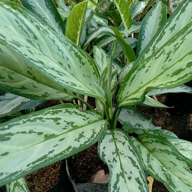 Aglaonema Araceae Variegated (Sri Rejeki)