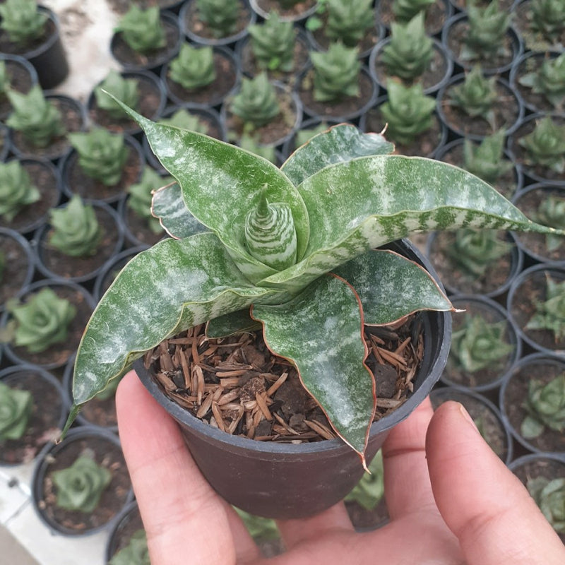 Sansevieria Blorong Hybrid