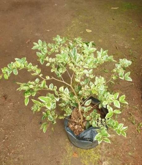 Jaboticaba Variegated Fruit Tree