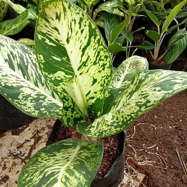 Aglaonema diefenbachia compacta Variegated