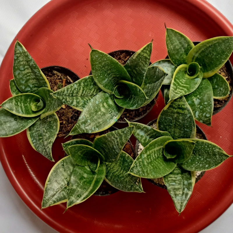 Sansevieria Hahnii Seibert Green Variegated