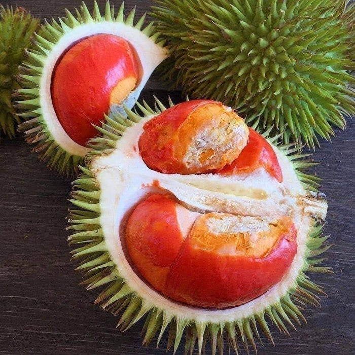 Red Durian Fruit Tree