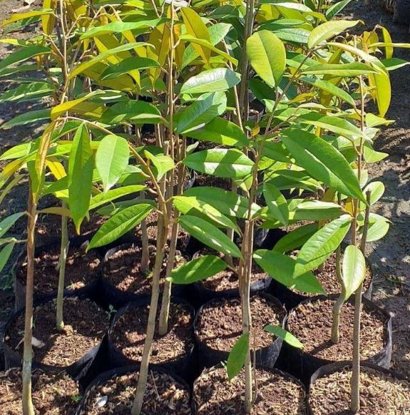 Red Durian Fruit Tree