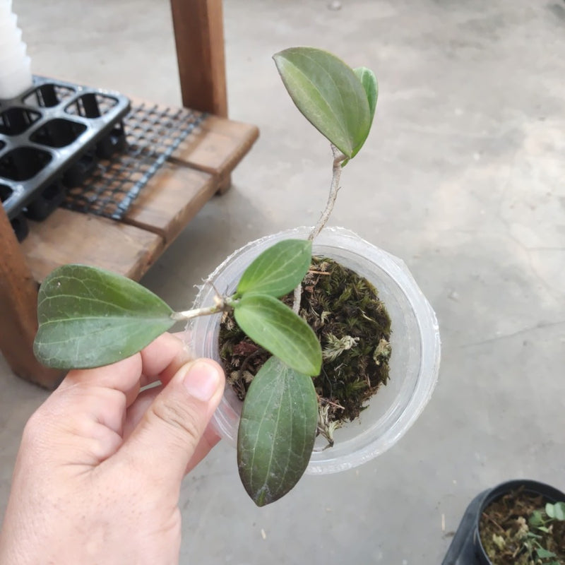 hoya nicholsoniae