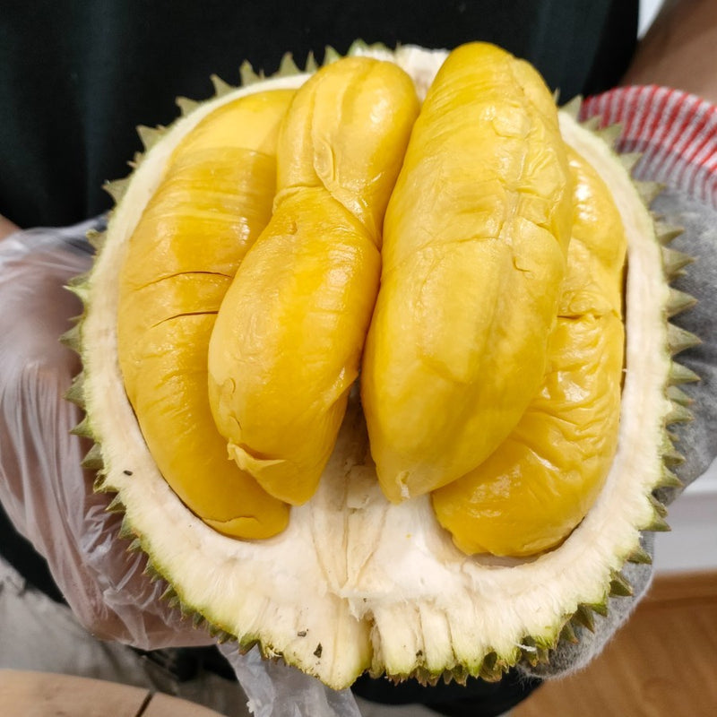 Musang King Durian Fruit Tree